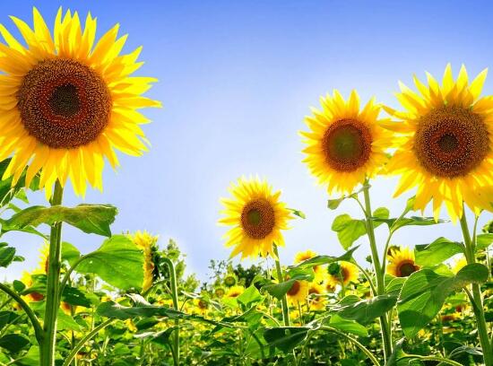 向日葵有毒嗎，向日葵能放在室內(nèi)嗎/無毒可以放