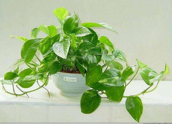 綠蘿有什么寓意，綠蘿的花語是什么/堅韌善良