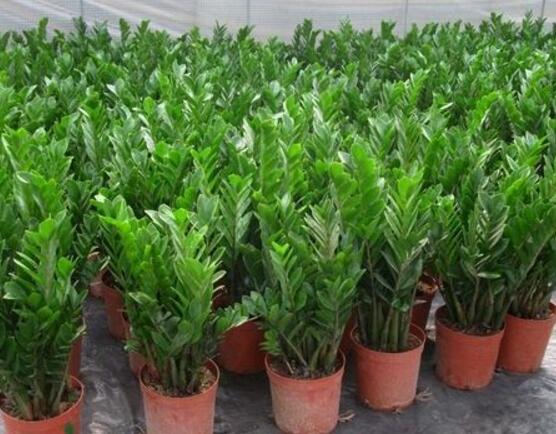 金錢樹(shù)的管理方法，教你五個(gè)最佳管理方法