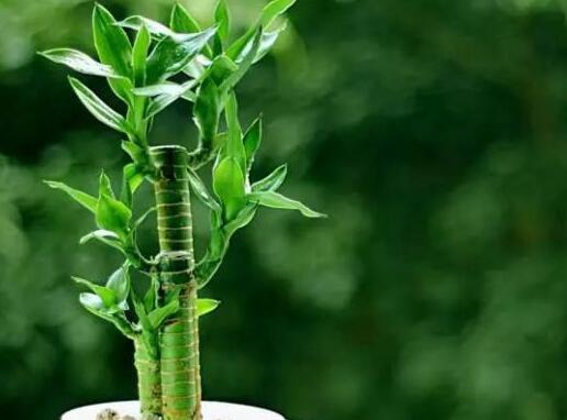 富貴竹的水肥管理，土培和水培的管理都不一樣