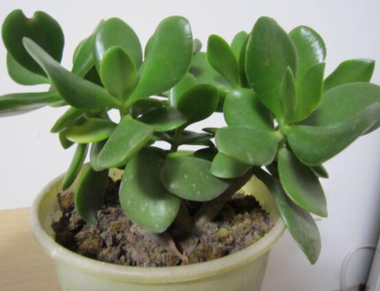 植物燕子掌有毒嗎，無毒與有毒需待進(jìn)一步科學(xué)考證(證據(jù)不足)