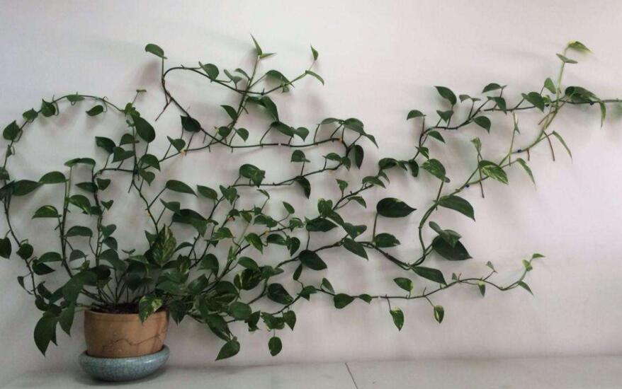 綠蘿修剪方法，不同類型有著不同的修剪方法