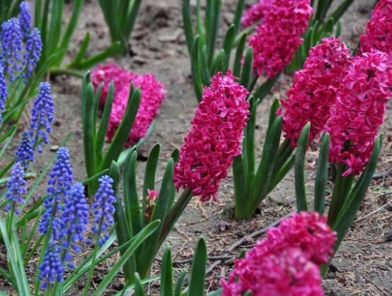 風(fēng)信子的功效及作用，緩解疲勞、提煉精油