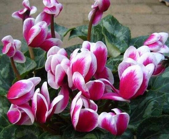 仙客來有哪些品種，仙客來品種圖片大全