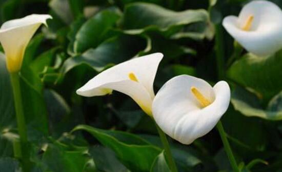 馬蹄蓮怎么修剪，馬蹄蓮的修剪方法