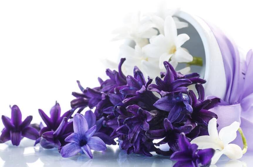 風信子花期是什么時候，不同的品種不同的時間