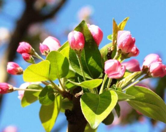 臭海棠花的養(yǎng)殖方法，老農(nóng)總結(jié)簡單實(shí)用七個養(yǎng)殖技巧