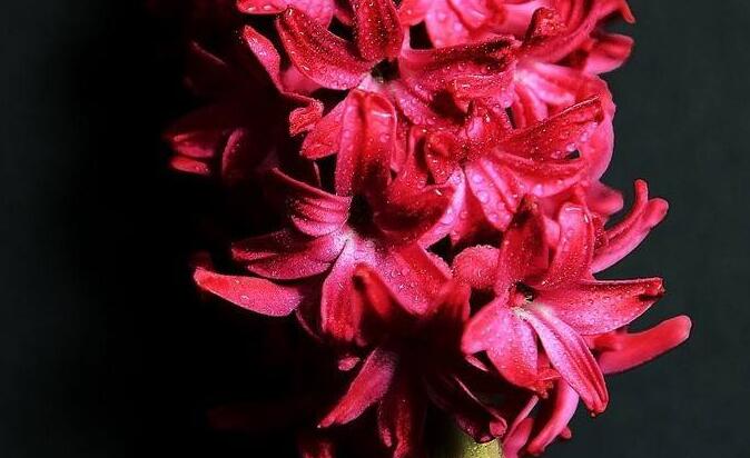 風(fēng)信子花語大全，不同的顏色不同的含義