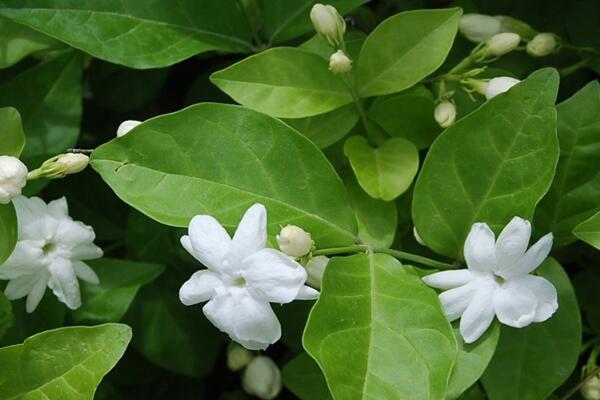 茉莉花夏天怎么養(yǎng)，控制施肥澆水得當才能養(yǎng)得好