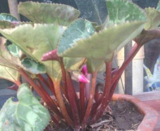 仙客來黃葉是怎么回事，仙客來葉子發(fā)黃處理方法