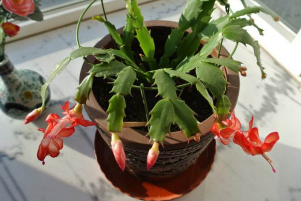 蟹爪蘭開(kāi)花期間的養(yǎng)護(hù)，控制溫度并加強(qiáng)光照