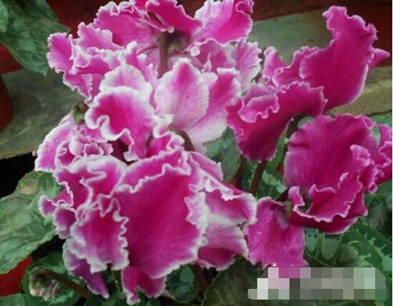 仙客來休眠后怎樣催芽，及時降溫、適當(dāng)遮陰/保持盆土微濕潤