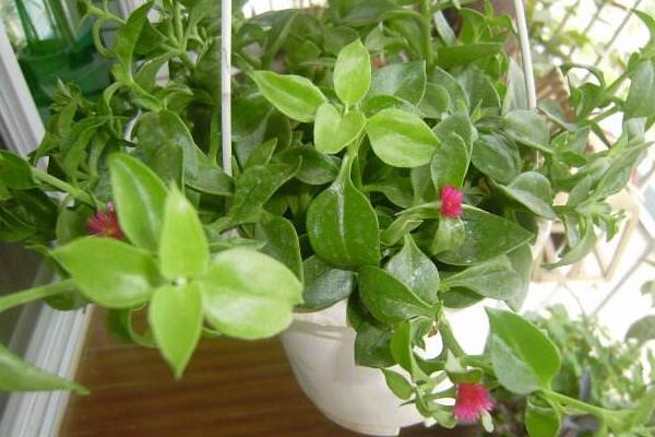 吊蘭有哪些品種，觀賞價值最高的吊蘭是紫吊蘭