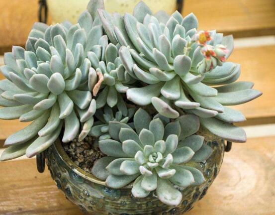 寶石花怎么澆水，不同季節(jié)不同澆水量(控水為主)