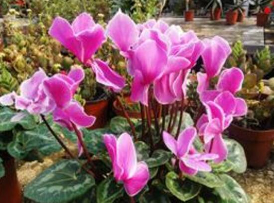 家庭養(yǎng)殖仙客來有什么好處，裝飾家居改善好心情