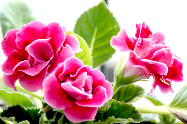 大巖桐花怎么繁殖，播種/分球/扦插等繁殖方式