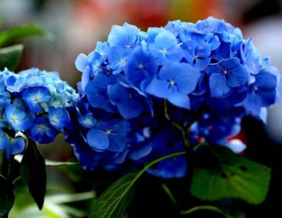 洋繡球花有毒嗎，誤食導(dǎo)致昏迷、抽搐現(xiàn)象