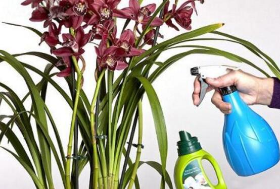 蘭花怎么澆水，盤(pán)點(diǎn)蘭花澆水方法