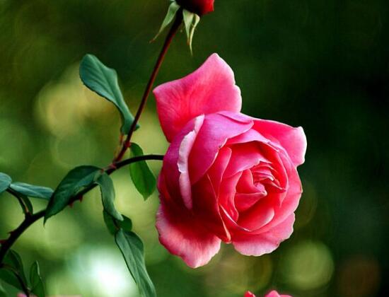 月季花花期是什么時(shí)候，月季花什么時(shí)候開花