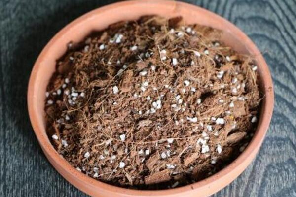 桂花什么時候換盆最好，建議在每年的2~3月進行