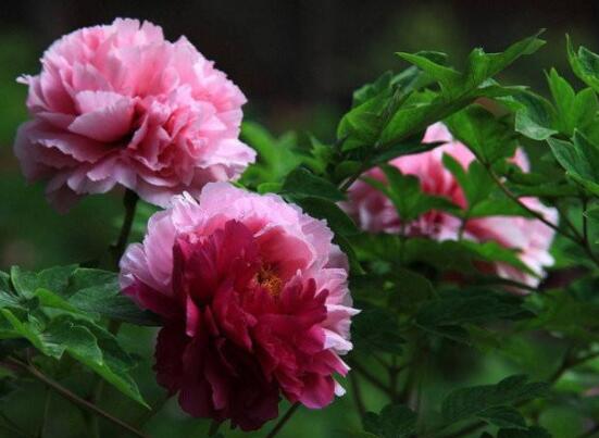 芍藥花與牡丹花的區(qū)別，教你三種區(qū)別方法(屬性/形態(tài)/花序)