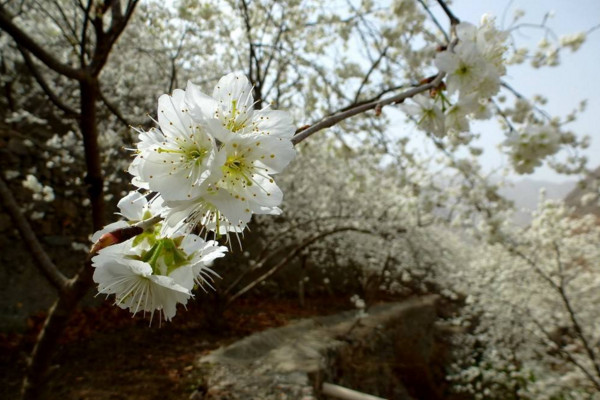 櫻桃花有沒有紅色的