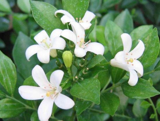 九里香怎么養(yǎng)，九里香的養(yǎng)殖方法