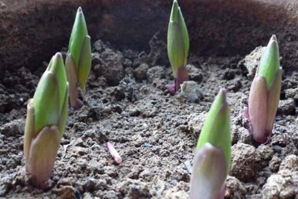 香水百合種球種植方法，種球種植的詳細(xì)步驟