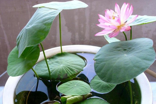 水培荷花的養(yǎng)殖方法，選擇干凈水質(zhì)并勤換水