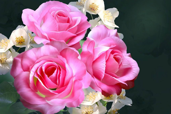 粉紅色玫瑰花代表什么，美好的初戀/愛的宣言等