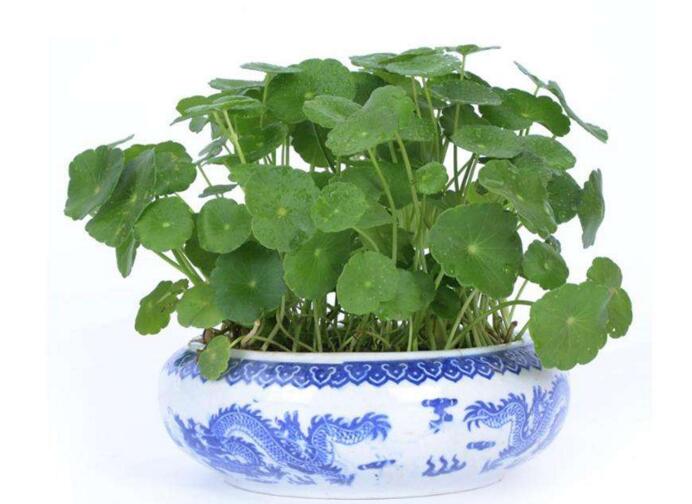 銅錢草怎么種，4個(gè)養(yǎng)殖方面要注意