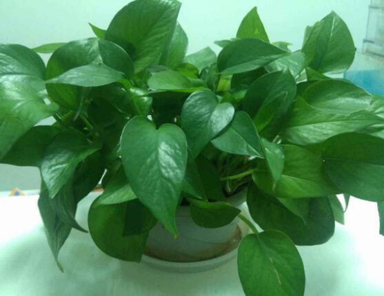 怎樣制作綠蘿盆景，教你簡單四個步驟就可完成