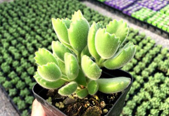 熊童子怎么養(yǎng)才能飽滿，老農(nóng)總結(jié)五個(gè)重要養(yǎng)護(hù)措施