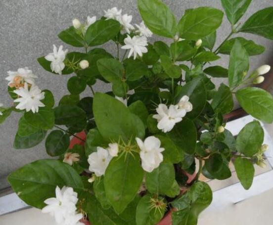 茉莉花常見的病蟲害及其防治方法，老農(nóng)總結(jié)最常見四種病蟲害