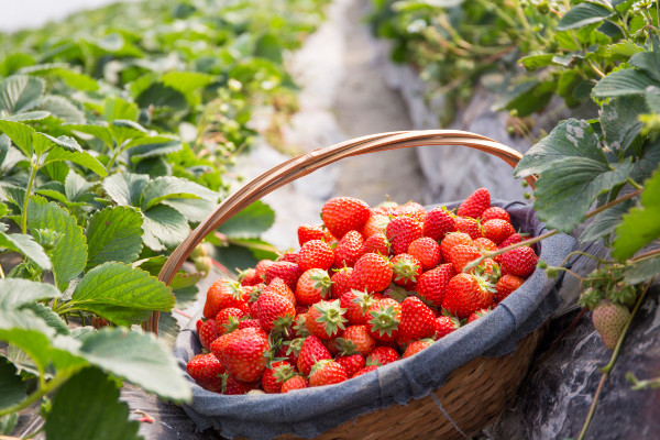 草莓種子種植方法，先浸泡催芽再上盆栽植