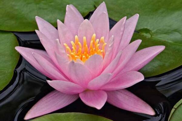 荷花種子的種植方法，5步即可完成荷花的種植