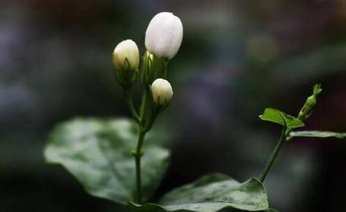 茉莉花葉斑病如何防治，及時摘除病葉是關(guān)鍵