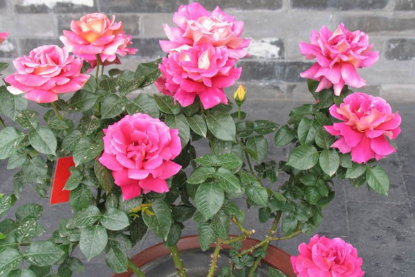 盆栽月季花的養(yǎng)殖方法，保證每天6小時(shí)的光照時(shí)間