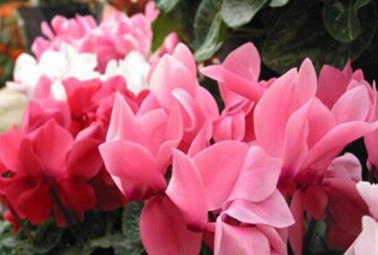 仙客來花的好處有哪些，仙客來花的養(yǎng)護(hù)技巧