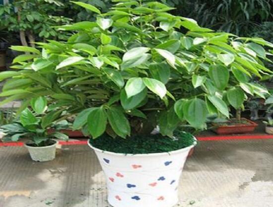 平安樹有什么好處，平安樹的功效與作用