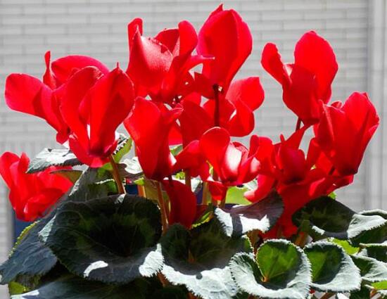 仙客來怎么養(yǎng)，仙客來的養(yǎng)殖方法和注意事項