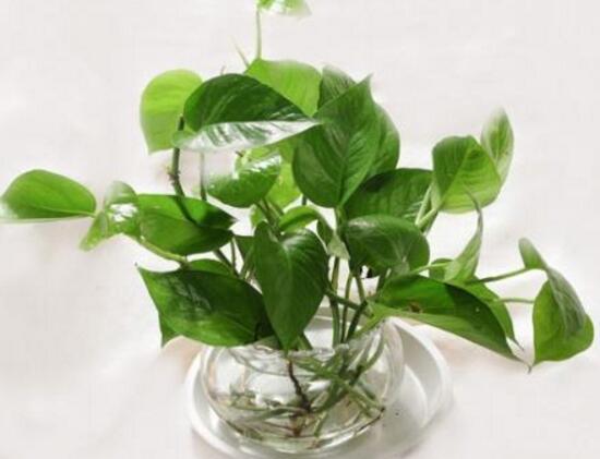 綠蘿有什么寓意，綠蘿的花語是什么/堅韌善良