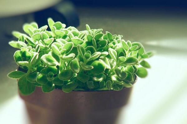 碰碰香的養(yǎng)殖方法和注意事項(xiàng)，必須要掌握的4大要點(diǎn)