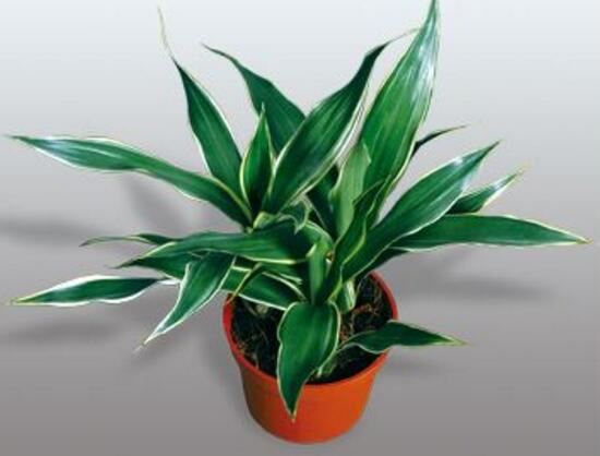 富貴竹施肥用什么肥料，富貴竹施什么肥好