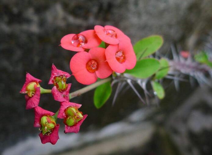 虎刺梅能放臥室嗎，不適合放置的4種原因