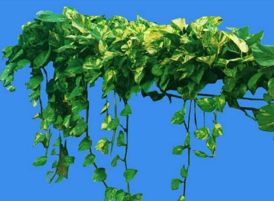 綠蘿葉子長黃斑怎么辦，四個原因以及解決辦法