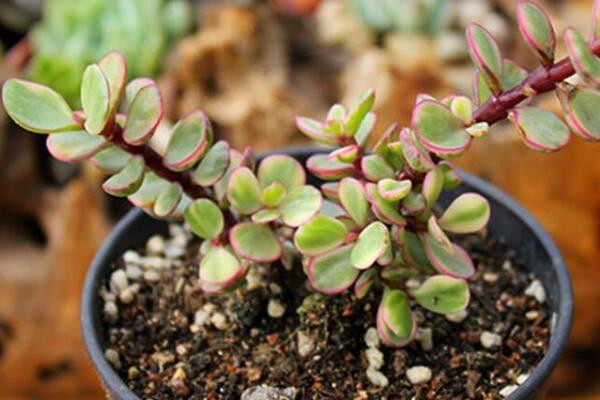 雅樂(lè)之舞掉葉子怎么辦，四種原因以及解決方法