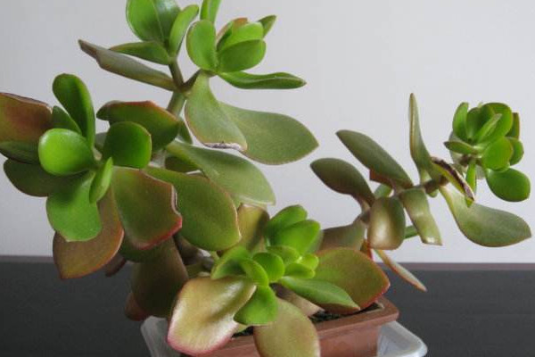 玉樹繁殖方法，葉插繁殖/枝插繁殖/分株繁殖