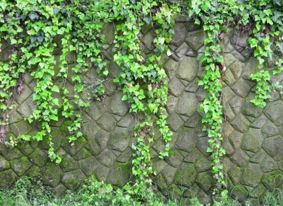 小葉常春藤的養(yǎng)殖方法，教你八個簡單易學基本方法