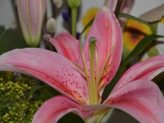 香水百合的花語(yǔ)，代表著純潔而又偉大的愛